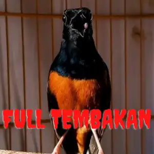 Murai Batu Gacor Full Isian Tembakan