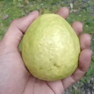 Reading : Akulah Setan, Anda Siapa?