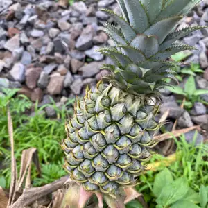 Sharing Cerita Kaya Sinetron Tapi Kisah Nyata
