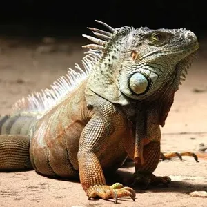 Iguana artis nya reptile