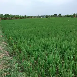 Si embah dari dunia lain