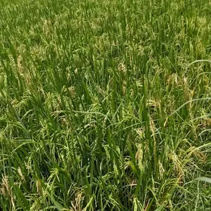 Pertanian Ramah Lingkungan bagian pendahuluan