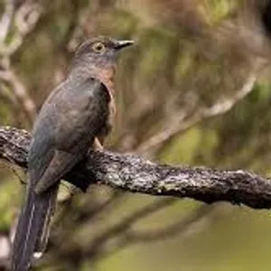 Mitos burung kawikwik
