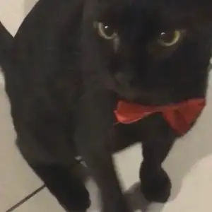 tes
