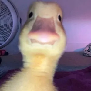 PodKemon