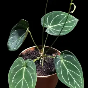 Auauauaua