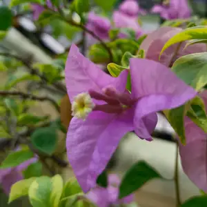 Masa - Masa SMA KU