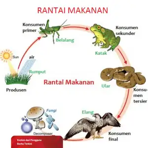 Rantai makanan 