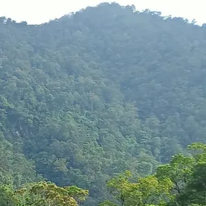 Curahan (1)