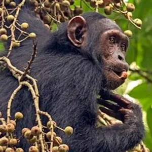 Great Ape Podcast #Binusian