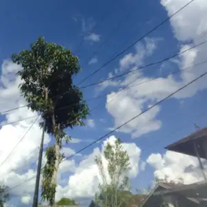 Kamu Nanyea