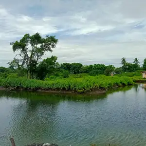 Sapi Perah (Sharing Pikiran dan Perasaan Sarah)