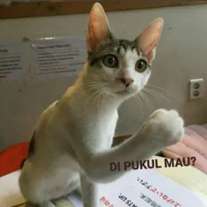 Kucing tukang nonjok orang