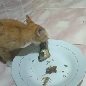 Thjhbjk