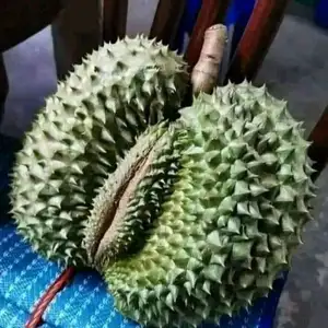 Belah Durian, Durian Terbelah