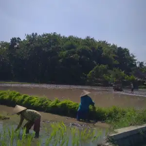 NGOPI (Ngobrol Perkara Pupuk Subsidi)