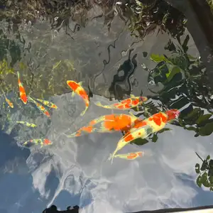 NGOPENI (Ngobrol Perikanan Koi)