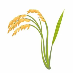 Rice Commodity Cultivation