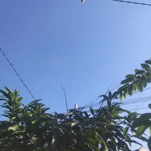 Ngawangkong (berbincang)