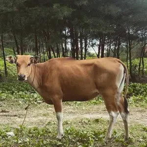 Eps 1 : Ga tauu si gabut ajaa!