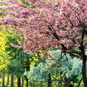 HEART SPRINGS