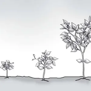 Berkembang 