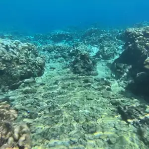 Indigo