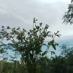 Filsafat ilmu sebagai induk dari segala bidang ilmu