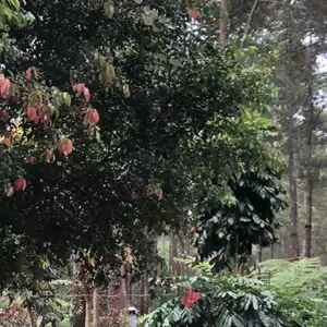 pesan terakhir untuk mu