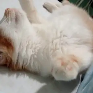 hal masa muda