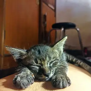 INGIN BERHENTI INTROVERT! 