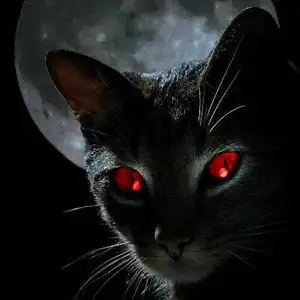 Kucing Baru
