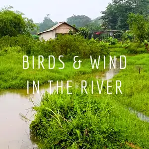 Relaksasi Suara Angin & Burung Bernyanyi di Pinggir Sungai Menenangkan