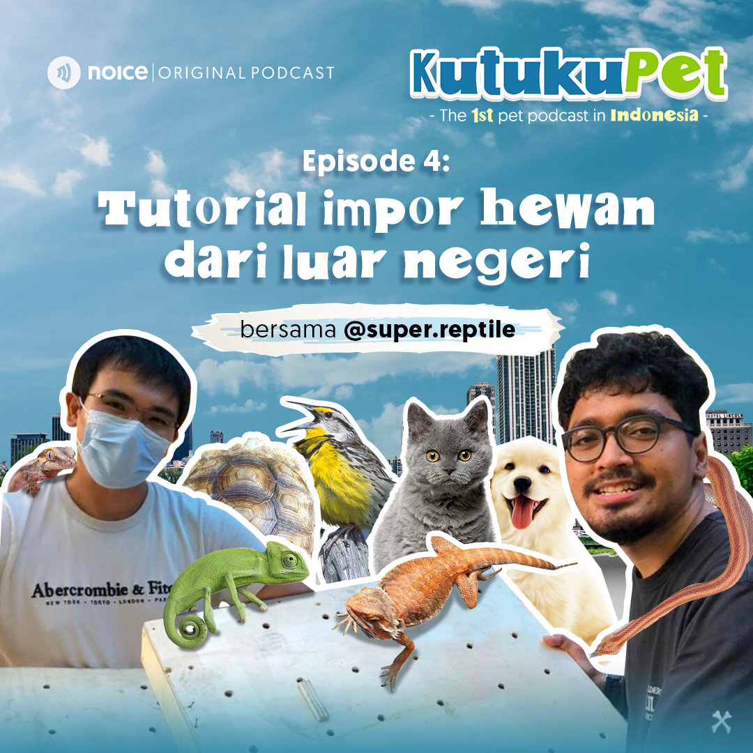 Eps 04: Tutorial Impor Hewan Dari Luar Negeri (bersama @super.reptile)