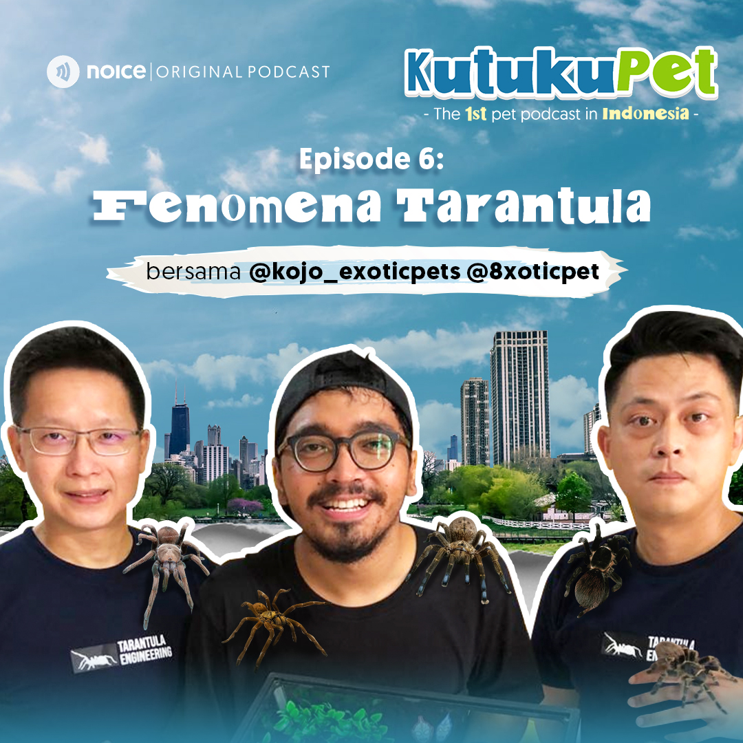 Eps 06: Fenomena Tarantula (bersama @kojo_exoticpets @8xoticpet)