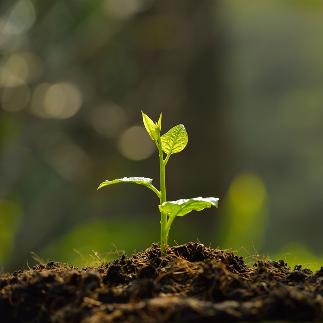 Bertumbuh (Matius 27:1-10)