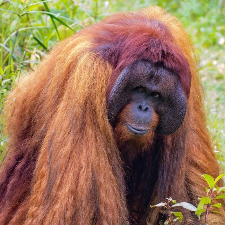 Orangutan