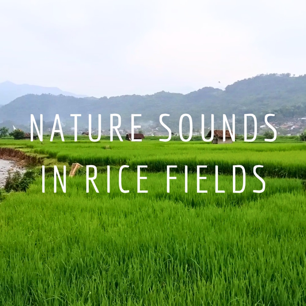 Relaksasi Suara Alam di Sawah Menenangkan Pikiran