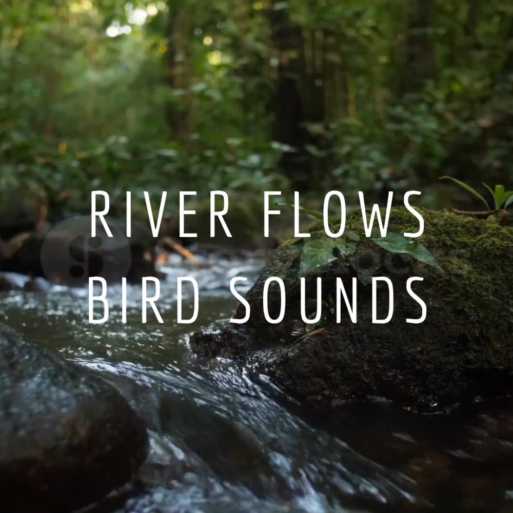 Relaksasi Suara Sungai dan Burung - Pengantar Tidur 