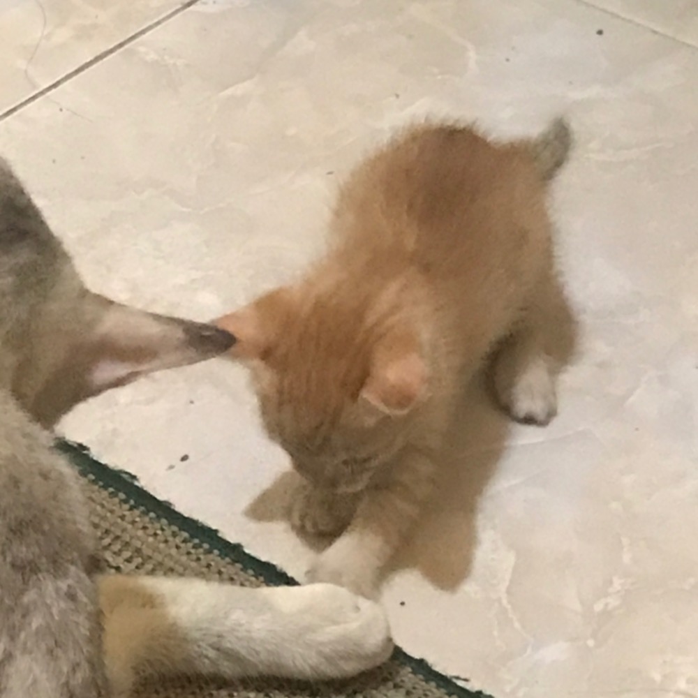 Close To You - The carpenters Cover