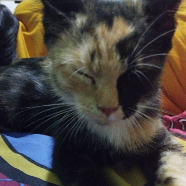 Eps. 03 cerita fiksi para anjing