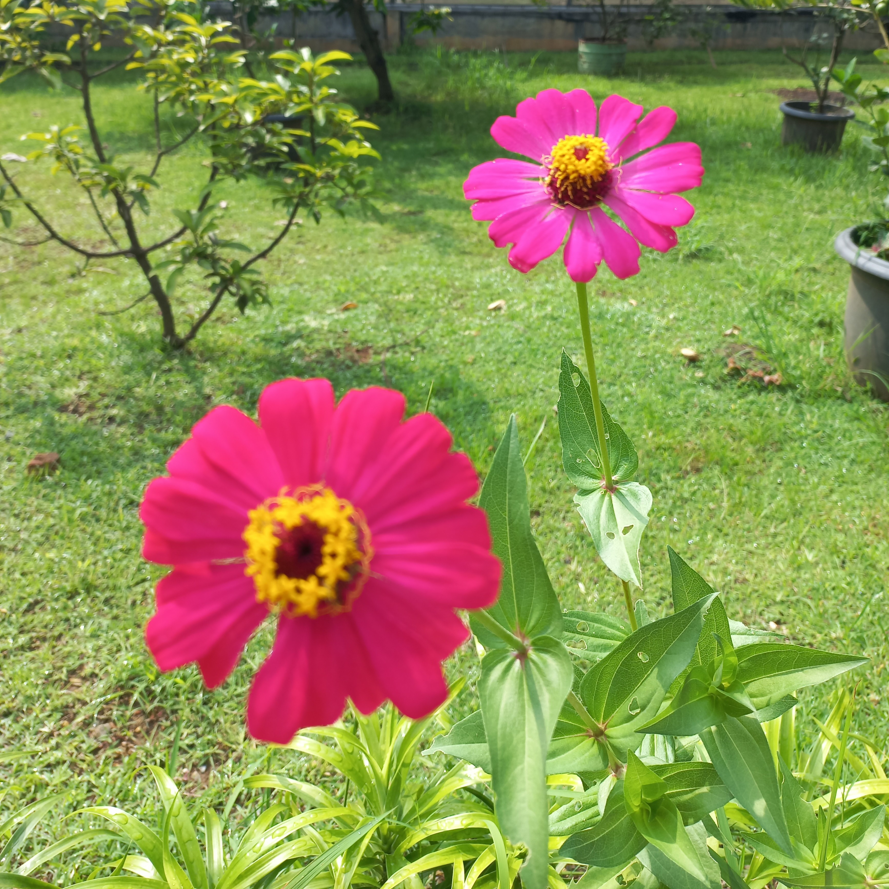 Caraku Menepis Rindu