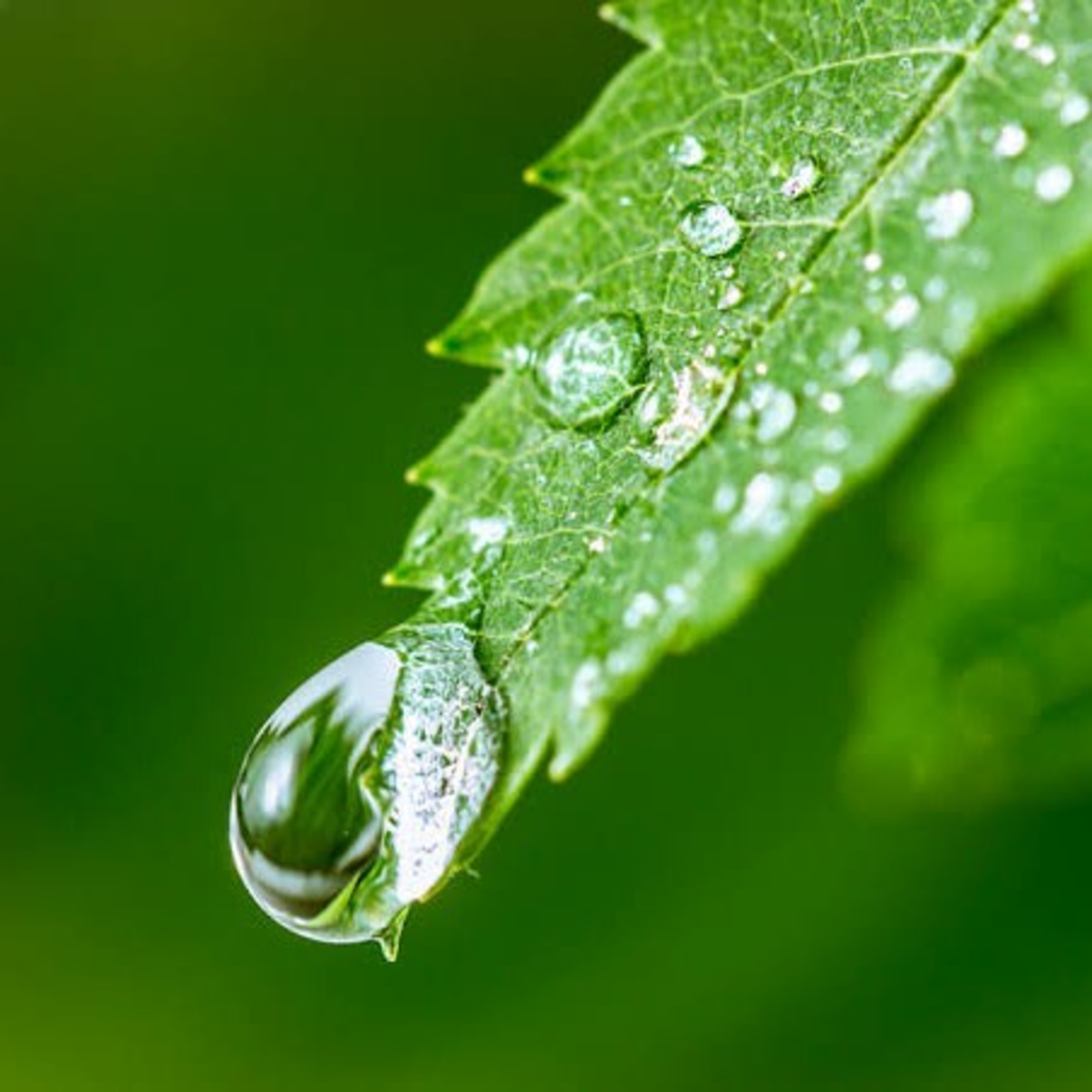 DRAMA RADIO - EMBUN DIPUCUK DAUN