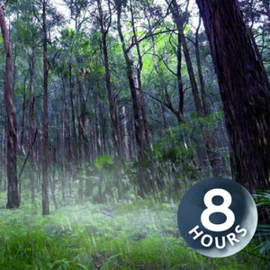 Rain Falling Sounds in Australian Forest 8 Hours I White Noise for Sleep or Focus