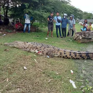 RICA-RICA BUAYA