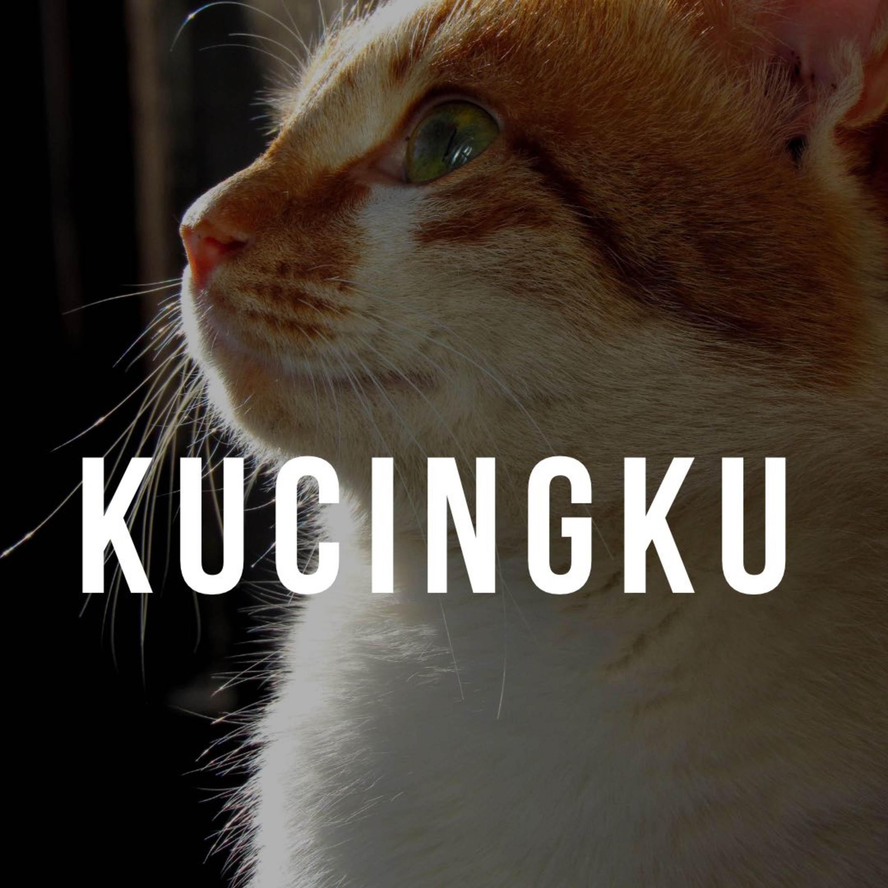Episode 11 : Kucingku