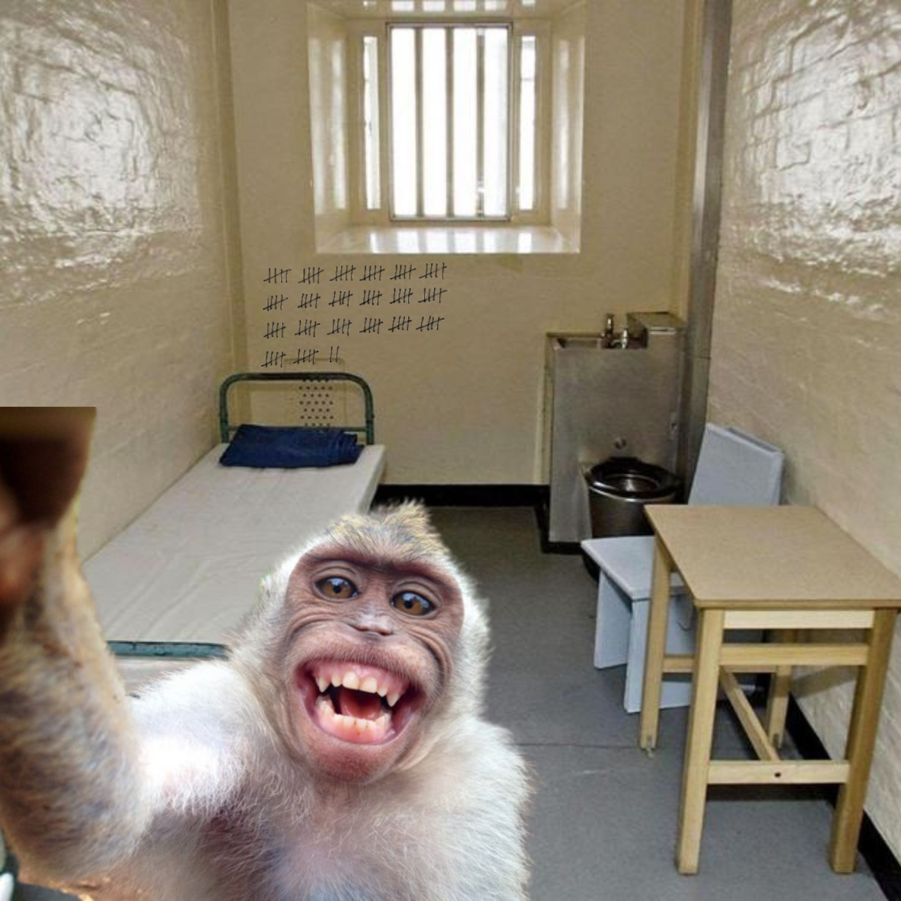 KOSAN LAPAS SAMPAI DI SERANG MONYET