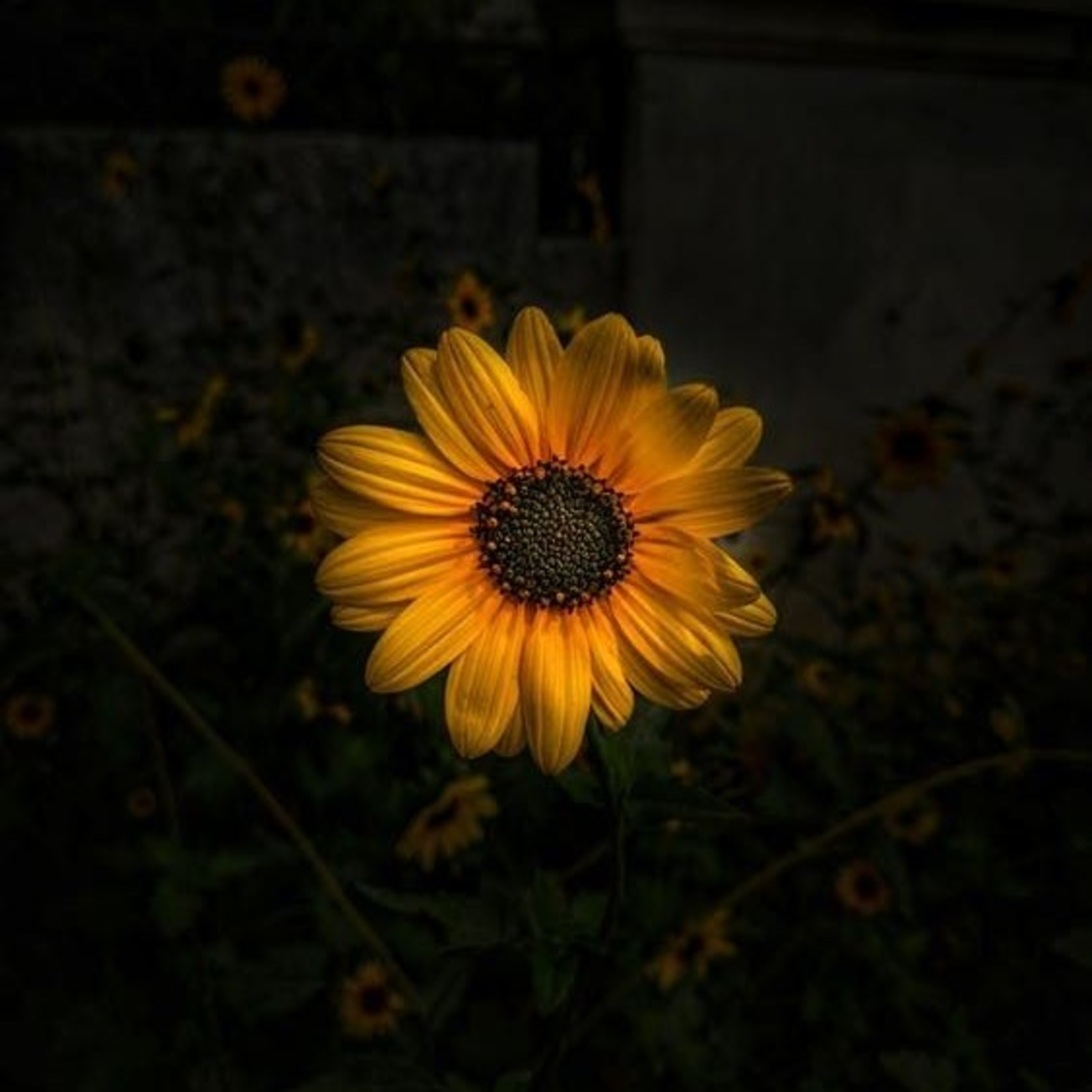 #KhotbahFrustasi eps. 1