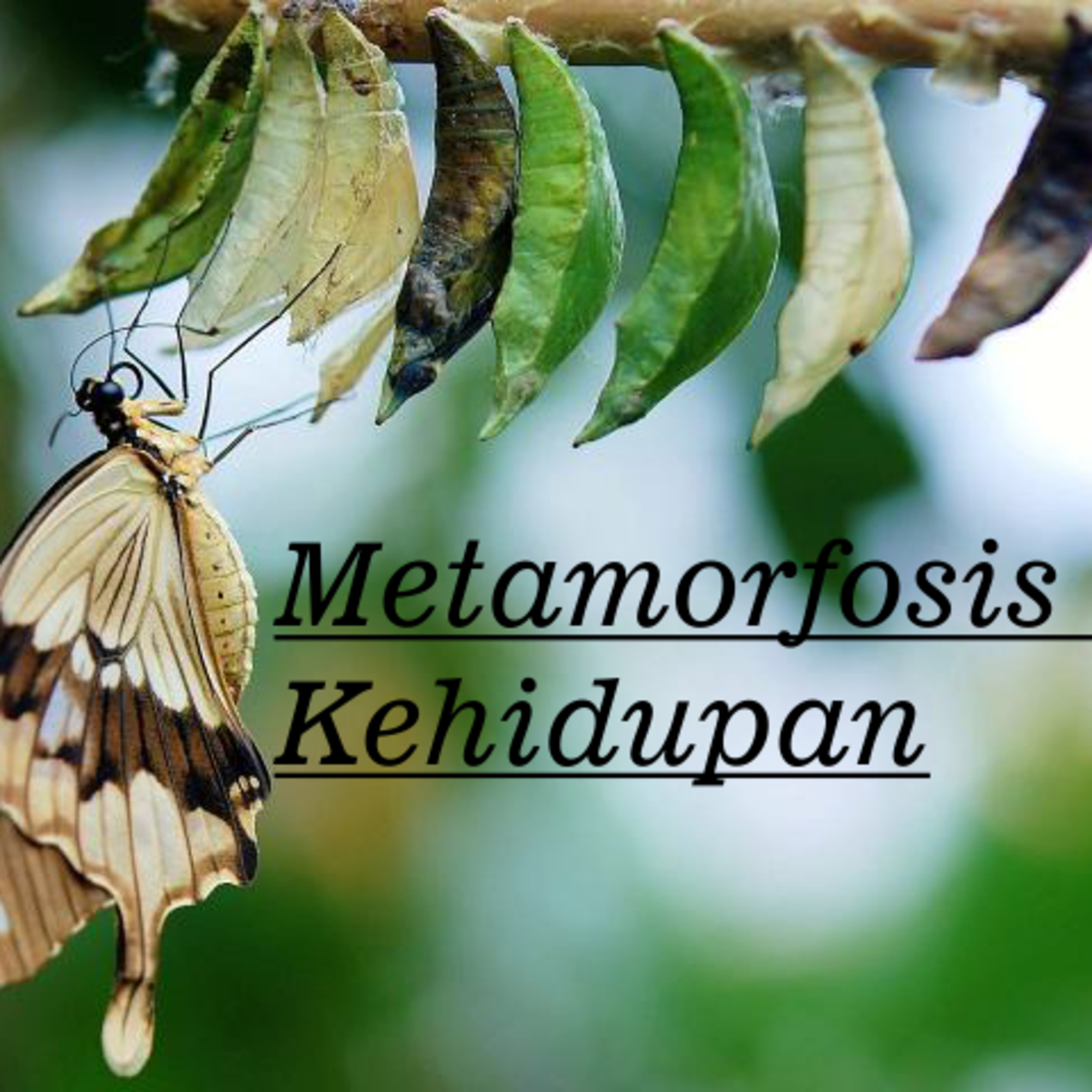 Metamorfosis Kehidupan