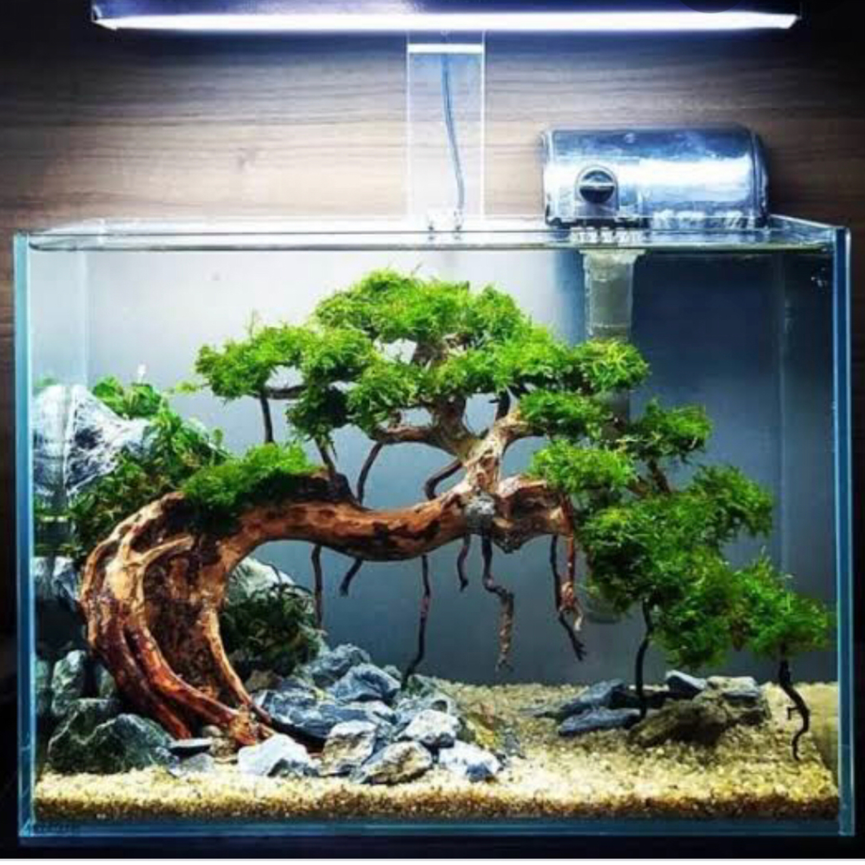 Aquascape bersama @yok.aquascape